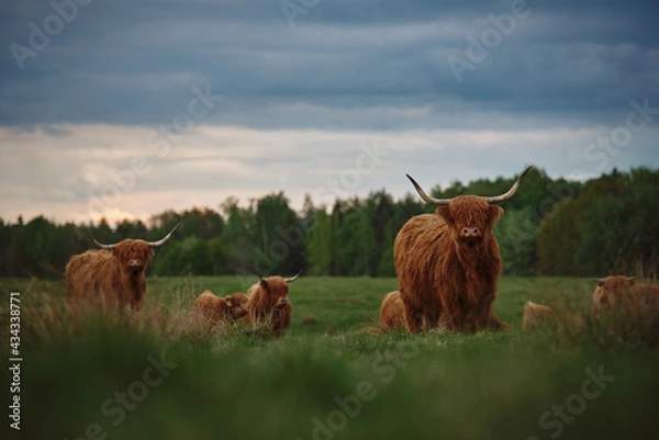 Obraz Highland cattle herd with calves