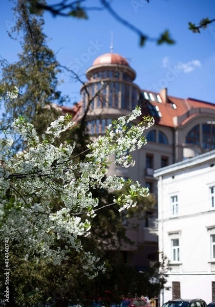 Obraz Blooming white trees on the background of the old city of Lviv