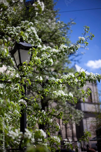 Obraz Blooming white trees on the background of the old city of Lviv and a street lamp