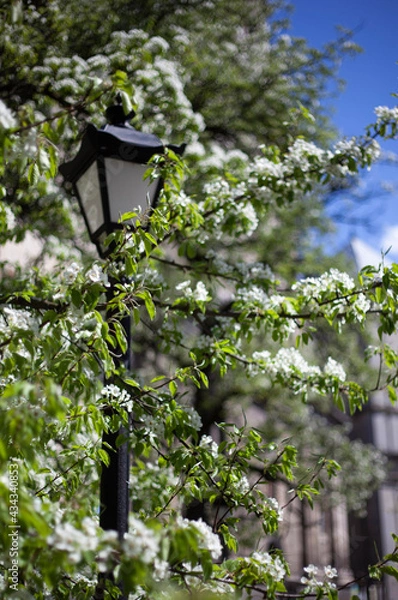 Obraz Blooming white trees on the background of the old city of Lviv and a street lamp