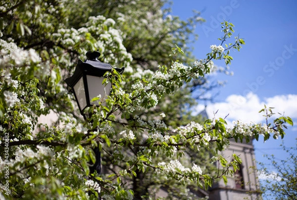 Obraz Blooming white trees on the background of the old city of Lviv and a street lamp