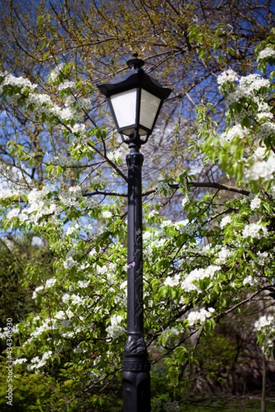 Obraz Blooming white trees on the background of the old city of Lviv and a street lamp