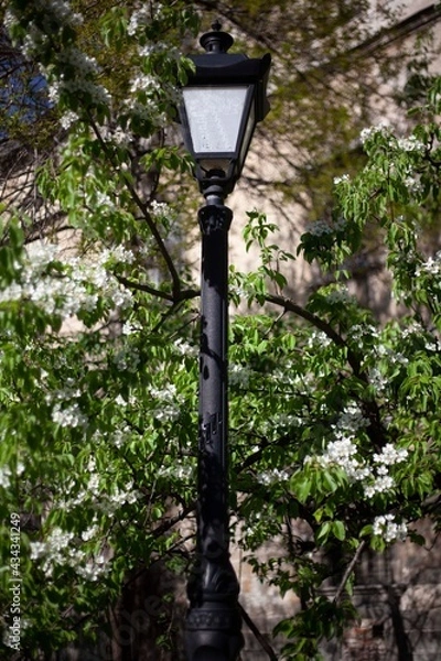 Obraz Blooming white trees on the background of the old city of Lviv and a street lamp