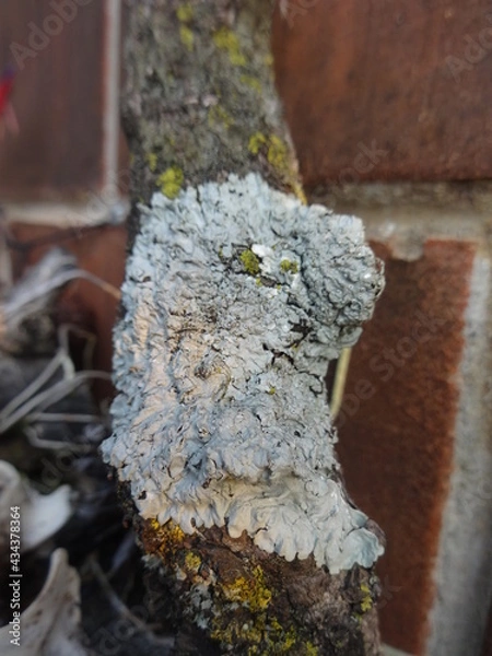 Obraz lichen on tree