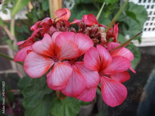 Obraz Geranium