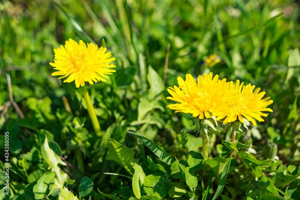 Fototapeta Closeup of yellow common sowthistle flowers surrounded by green leaves during daylight