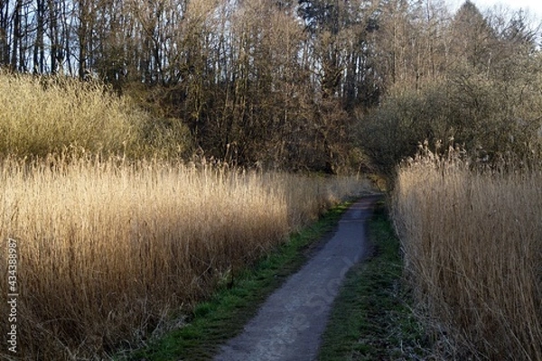 Obraz Forest path between thickets of dry grass 