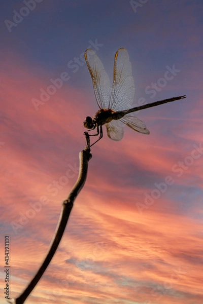Obraz Dragonfly Perched on Branch with sunset background