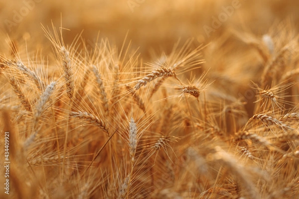 Fototapeta Wheat field on a sunny summer day. Close view of golden ears of wheat swaying in the wind. Agricultural and farming concept. Business of trading grains.