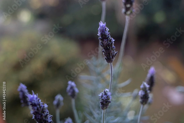 Obraz lavender flowers in the field