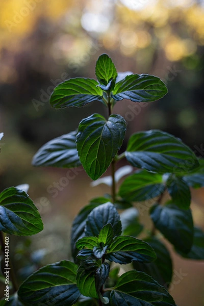 Obraz mint in balcony