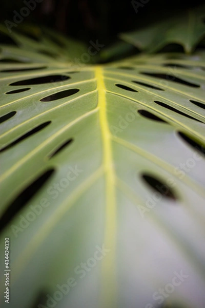 Obraz monstera deliciosa