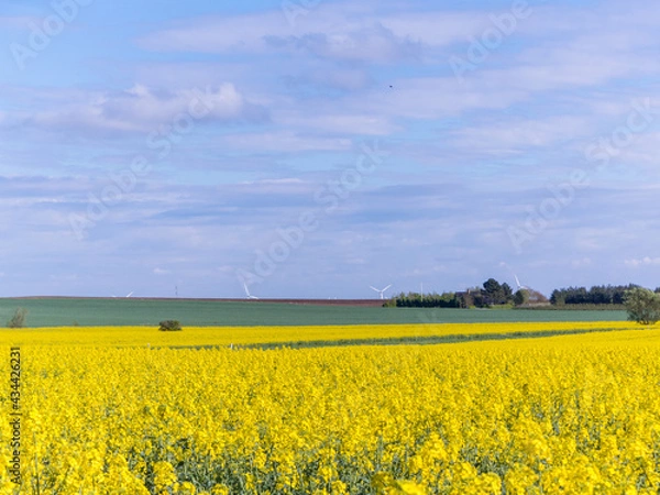 Fototapeta Rape Field Landscape. Blooming rapeseed field of Denmark against the blue sky with clouds