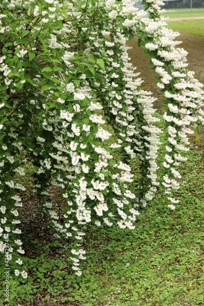 Obraz grass in the garden