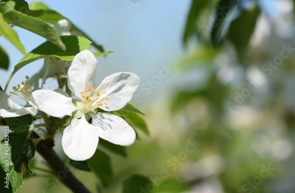 Fototapeta Blooming apple closeup, background bokeh, sky and trees