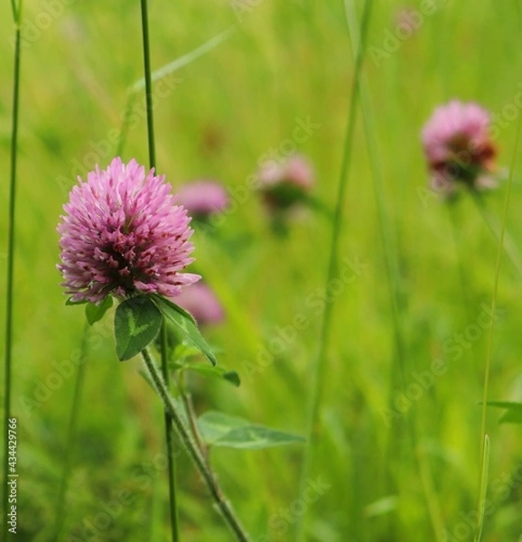 Obraz flower in the field