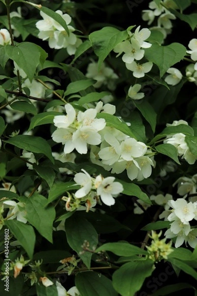 Obraz flowers in the garden