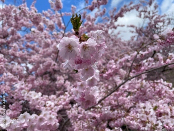 Obraz blooming cherry tree