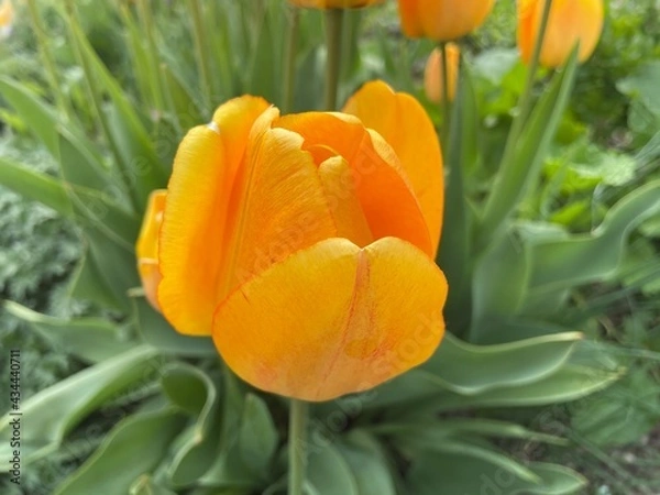 Obraz orange tulip flower