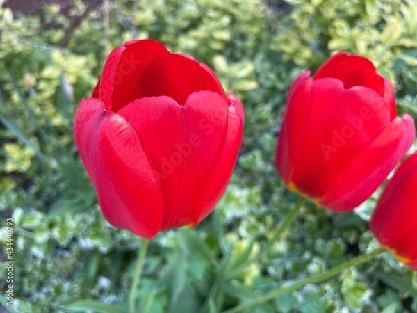 Obraz red and white tulips