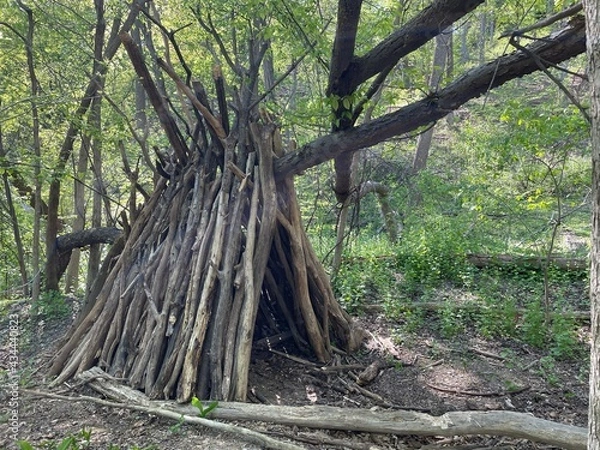 Obraz tree in the woods