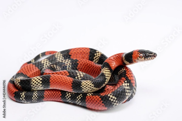 Obraz a coral snake on white background