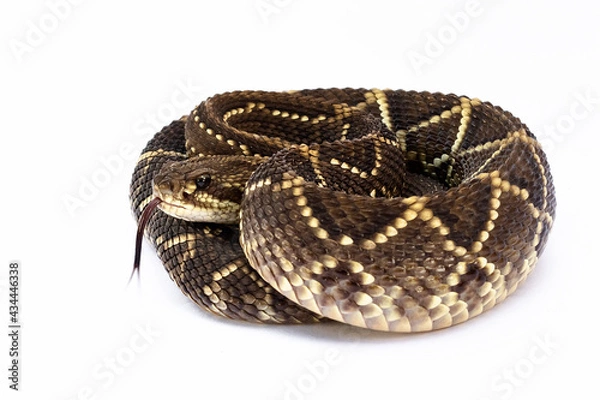 Obraz rattlesnake on whitebackground