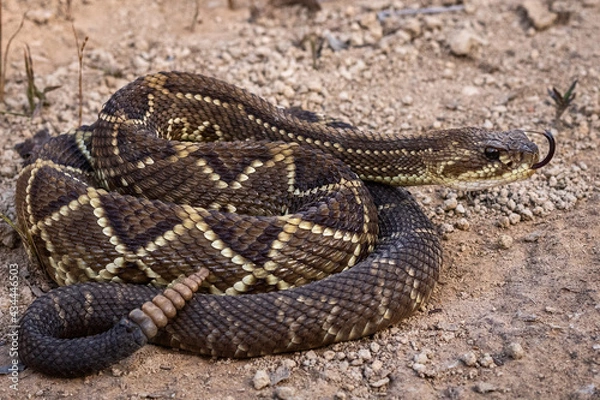 Obraz close up of a rattlesnake