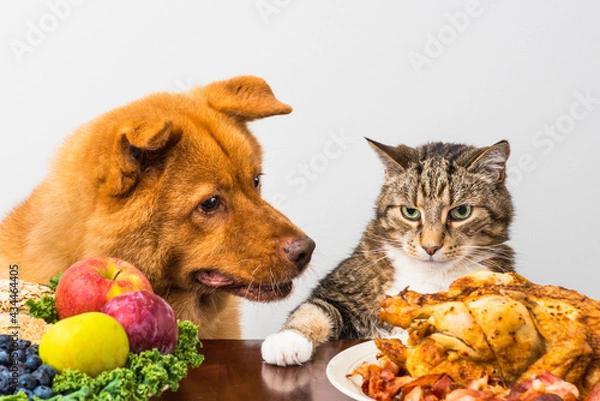 Obraz Cat not sharing food with dog