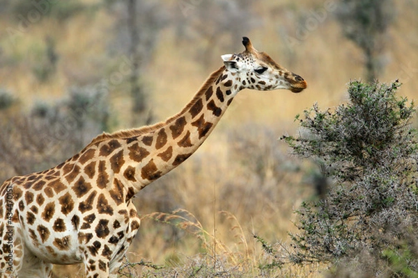 Obraz girafe (giraffa camelopardalis)
