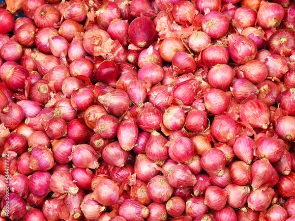Obraz farm fresh onion