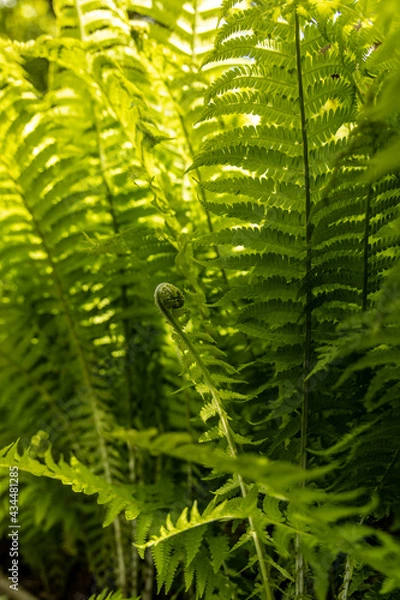 Fototapeta Fresh ferns on a summer day. sun is backlighting the fern, with lush green color emerging. Great for background and for nature imagery.