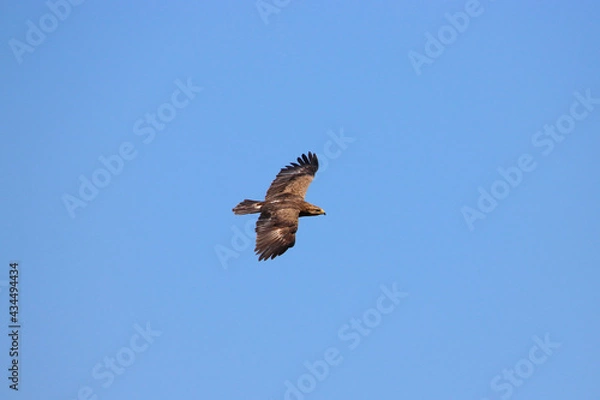 Fototapeta Aigle pomarin - Seul couple Français !