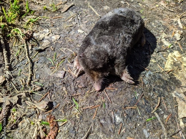 Obraz dead black and small desman in the forest at daytime in spring