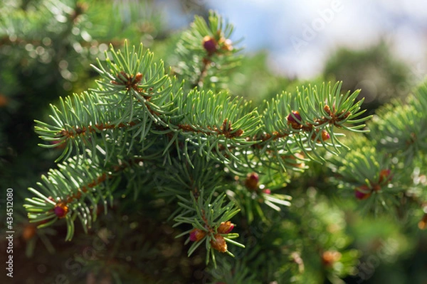 Fototapeta fir tree branches as background