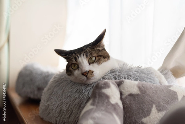 Fototapeta 窓辺でくつろぐ猫　キジトラ猫