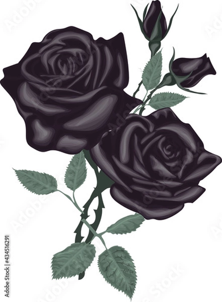 Fototapeta Black roses isolated on white 