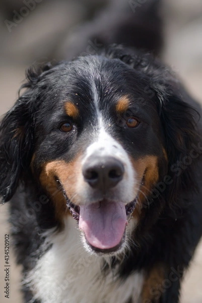 Obraz bernese mountain dog