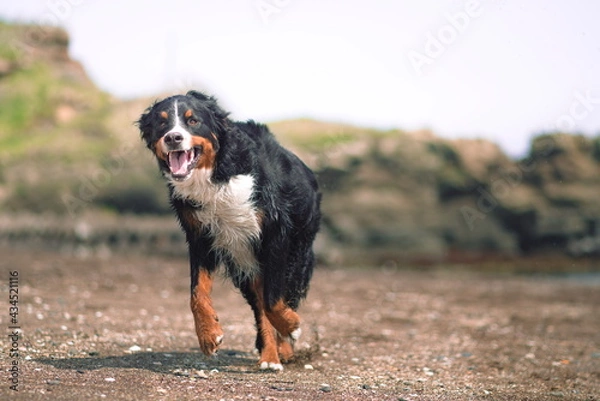 Obraz bernese mountain dog
