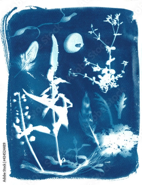 Fototapeta Blue nature collage with wildflowers and feathers, printed with cyanotype technique