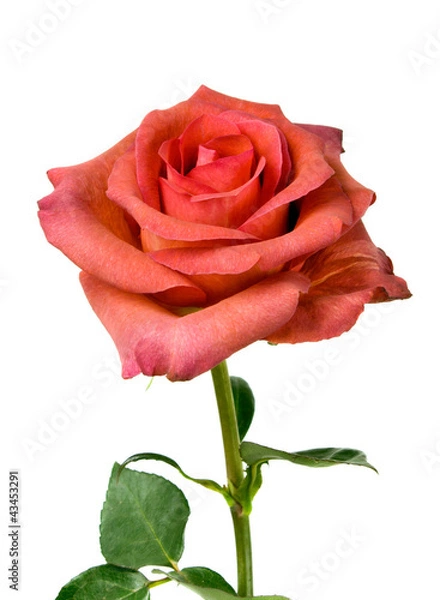 Fototapeta Pink roses