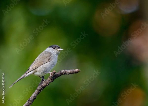 Obraz Eurasian Blackcap (Sylvia atricapilla) male