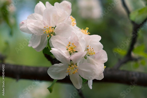 Obraz Flowers on the branches