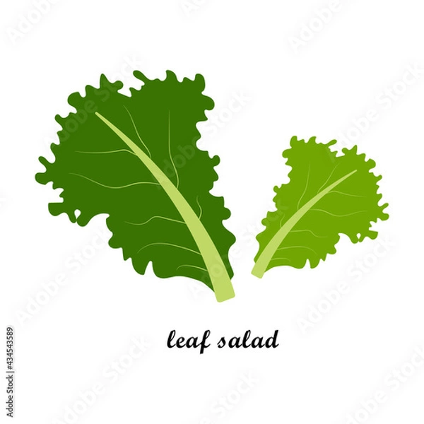 Fototapeta Vector illustration of leaf salad with title text isolated on white background