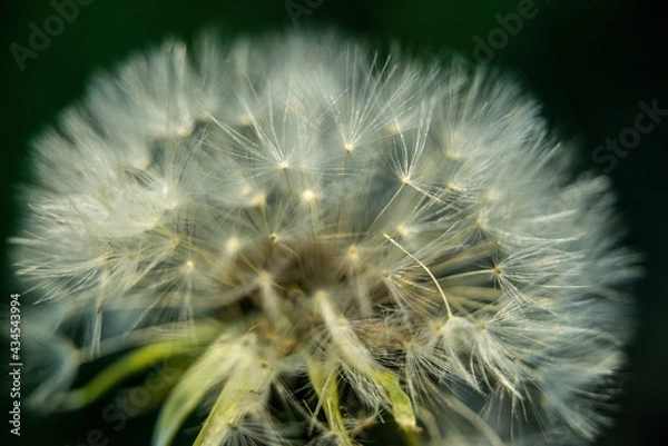 Fototapeta Dmuchawiec 6