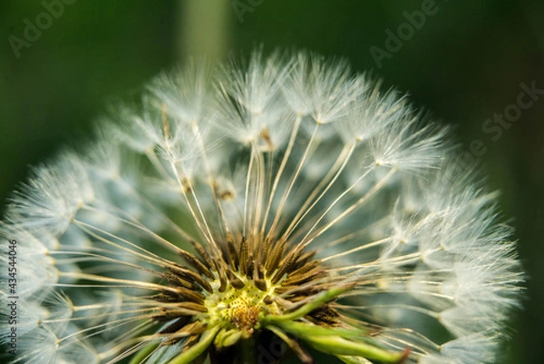 Fototapeta dmuchawiec 5