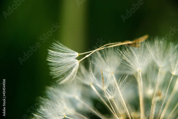 Fototapeta Dmuchawiec 4