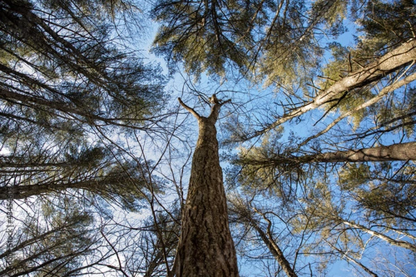 Obraz Trees and the sky in winter