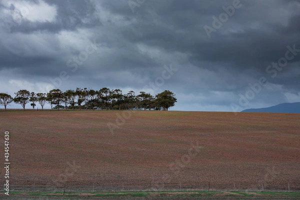 Fototapeta A row of trees on a hill with stormy looking clouds