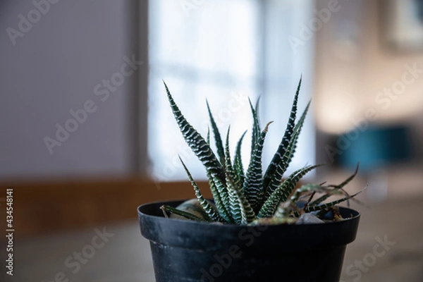 Fototapeta Bokeh photo of long leaved succulent plant in black pot on wooden table in front of window